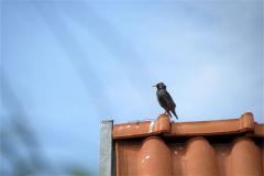 鸟屎掉手上有什么预兆