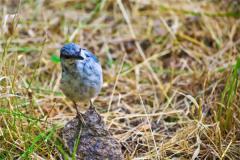 鸟屎掉左手有什么预兆