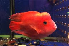 元宝鱼和财神鱼的区别