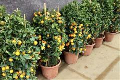 金橘树的风水作用