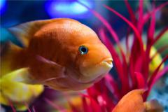 红财神如何饲养