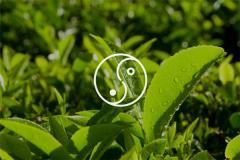 风水阵法有哪些