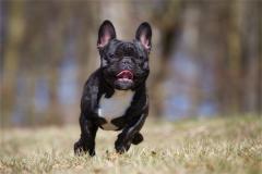 属狗2020年运势如何