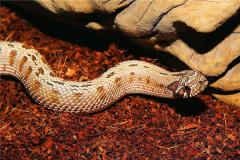 蛇年生人今年犯太岁吗