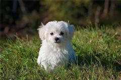 1982年属什么生肖