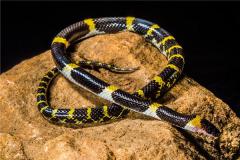 蛇年的本命年运势