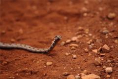 属蛇年龄对照表