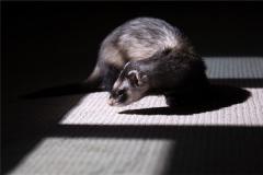 白天看到黄鼠狼的征兆和解析