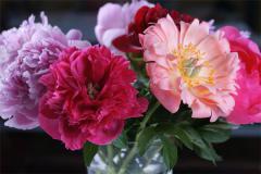 什么生肖适合挂牡丹画