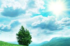 屋前种什么树最好