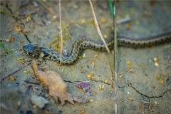 2001年蛇的姻缘如何