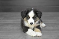 2006年什么生肖属相