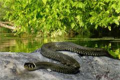 13年男蛇的财运如何