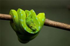 1989年出生的人属蛇吗