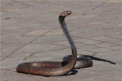 89年蛇的2021年运程