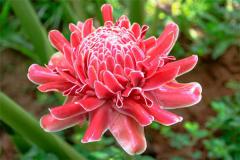 教室适宜种植什么花卉