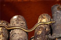 2001属蛇男的性格特质