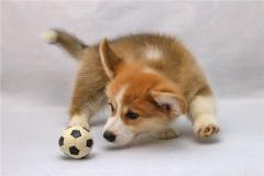 1970年男属狗什么性格