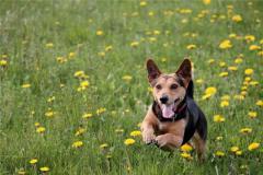 2006年属狗男什么性格