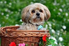 属狗的年份有哪些呢