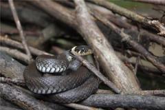 77年属蛇的什么性格