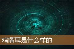 鸡嘴耳是什么样的