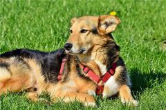 1982年属狗2021年运势及运程