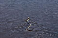 1989年属蛇的是什么命