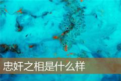 忠奸之相是什么样