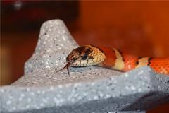 2001年出生的人属什么和什么配呢