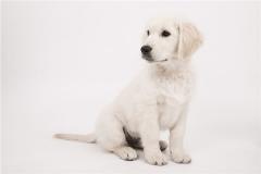 1994属狗人什么时辰出生能好运