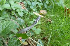 属蛇的2021年下半年财运不好吗