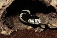 属蛇的21年遇到真爱几率大吗