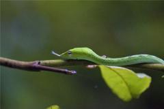 一九四一年属什么生肖多少岁