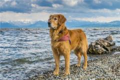 属狗男的性格和脾气