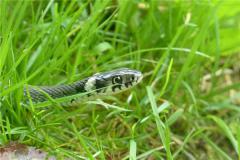 89年属蛇男性格与脾气