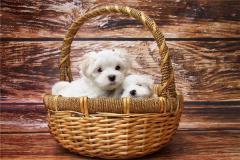 属狗的性格特点是什么