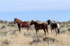 属马的性格特点是什么