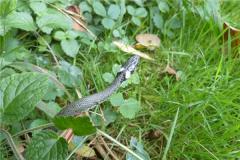 属蛇女今年多大年龄有何性格？