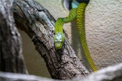 属相蛇多大年龄了2021