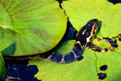 生肖蛇2021年年龄表