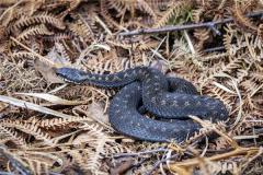 属蛇女人年龄21年桃花运