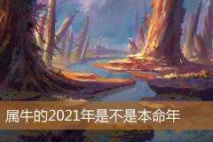 属牛的2021年是不是本命年