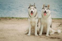 15岁属什么生肖2021