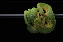 怎样让属蛇男主动联系你