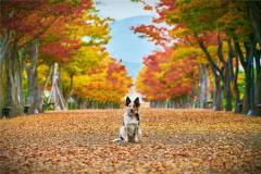 属狗的2021年年龄大小