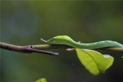 蛇年女人的爱情与婚姻