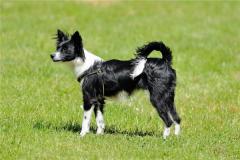 属相为狗的性格特征