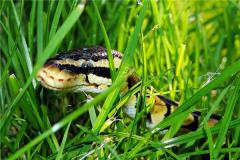 属相蛇的秉性与脾气