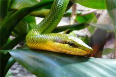 属蛇男生的性格如何